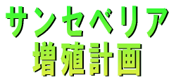 サンセベリア 増殖計画